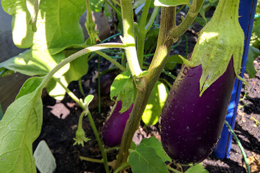 Aubergines