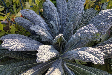 Chou frisé (Kale)