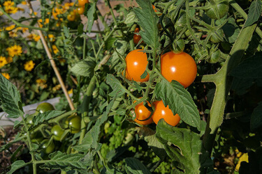 Tomates
